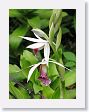 Xandari - 47 * Xandari landscaping * Xandari landscaping
